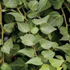 Image result for Hedera