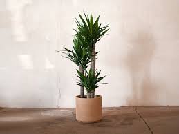 Image result for yucca gigantea en casa