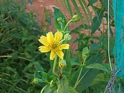 Image result for Guizotia scabra