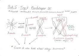 Movement of substances arcoss the plasma membrane. Biologi Cikgu Azrie Sbpi Sabak Bernam Com