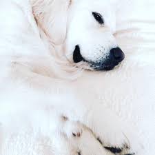 Our passion for our breed and the health of our puppies are the english golden is such an amazing breed. White Sand English Golden Retrievers Home Facebook