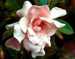Pin By Stephenie Stevens On Plants Backyard Flowers Flowers Beautiful Flowers