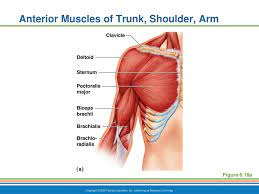 On the anterior side of the thoracic region, the pectoralis minor and serratus anterior muscles originate on the anterior ribs and insert on the scapula. Anterior Muscles Of Trunk Shoulder Arm Ppt Download