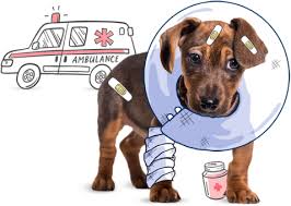 Pet insurance coverage includes emergencies, hereditary or congenital conditions, cancer, and chronic conditions. Dog Insurance Plans Pumpkin