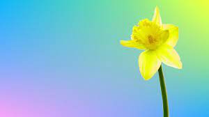 4k Spring Yellow Daffodil Flower Blooming Time Lapse Narcissus Alpha Channel Stock Footage Flower Blooming Time Daffodil Flower Daffodils Yellow Daffodils