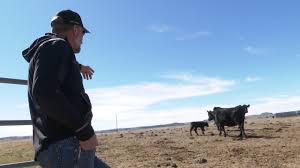 Record prices, low inventory, drought the perfect storm of problems for  Montana farmers