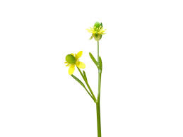 Image result for Guizotia scabra