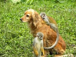 Although the majority of squirrel monkey pets are today bred from captive animals, the. Baby Squirrel Monkey Pet Pet S Gallery