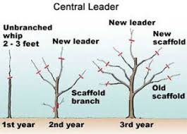 The 'honeycrisp' apple, also known in europe as the 'honeycrunch' apple, is one of the university of minnesota's best apples. How To Prune Apple Tree Pruning Apple Trees Apple Tree Garden Design Apple Tree Care