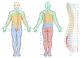The spinal cord and its nerves are the means by which the body and brain communicate. Sciatica And Sciatic Nerve Pain Causes And Treatments