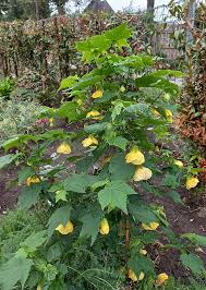 Image result for Abutilon indicum