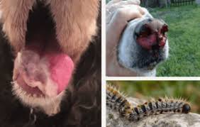 Elles sont heureusement facilement identifiable; Chenille Processionnaire Bien Proteger Son Chien Chien Vie Et Sante