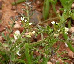 Image result for Carrichtera annua