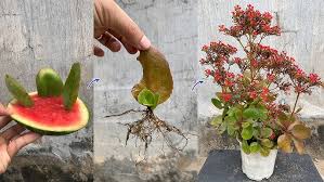 Image result for Kalanchoe pinnata