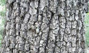 Many few in our riddle group on whatsapp would actually find it. Can You Spot The Huge Snake Camouflaged In This Tree Bark Express Co Uk