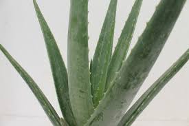 Auch heute ist sie noch wegen den natürlichen, gelartigen substanzen, welche die dickfleischigen blätter in sich tragen, voll im trend. Echte Aloe Aloe Vera Pflanzencenter Keller Da Bluh Ich Auf