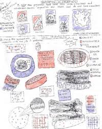 See more ideas about prokaryotes, prokaryotes vs eukaryotes, prokaryotic cell. Prokaryotes Vs Eukaryotes Worksheets Teachers Pay Teachers
