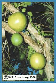 Check spelling or type a new query. The World Of Gourds