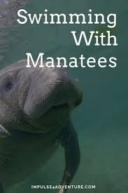 Swimming With Manatees In Crystal River Impulse4adventure In 2020 Swimming With Manatees Manatee Natural Springs In Florida