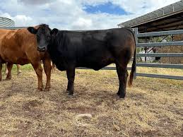 We want to thank James Litt from AWN for the consistent support. James goes  above and beyond for his clients and we definitely appreciate that. We have  a few stud registered and