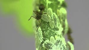 Résultat de recherche d'images pour "ants and mealybugs"