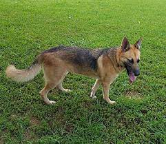 These dogs can also be very vocal, utilizing. German Shepherd Husky Mix For Sale Missouri