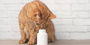 This is an informational overview video about ibuprofen. Cold Medicines That Can Poison Your Pet Pet Toxins