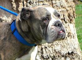 Search arizona dog rescues and shelters here. Bulldog Dog For Adoption In Goodyear Az Adn 533858 On Puppyfinder Com Gender Female Age Bulldog Dog Dog Adoption Dogs
