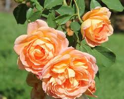 Desdemona forms a strong, compact and healthy shrub. Apnrfo6fdobs7m