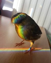 Check out blackrhinoranger's art on deviantart. Meet Barry The Canary The Bird With A Bowl Feathercut Who Won Over The Internet S Hearts With His Looks Bored Panda