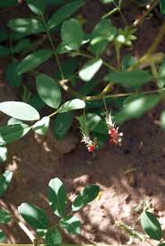 Image result for Indigofera streyana