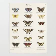 Vintage Butterfly Chart Poster By Fineearthprints