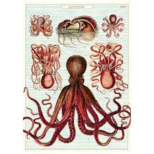 Octopus Octopods Chart Vintage Style Poster