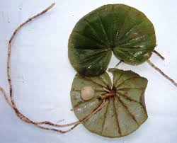 Image result for Nervilia crociformis