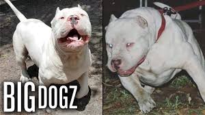 Скачай pitbull and yomil y el dany, iamchino give it to me (2020) и pitbull and sak noel, salvi que rica (tocame) (2020). Meet Frozen The 130lbs Polar Bear Pitbull Big Dogz Youtube