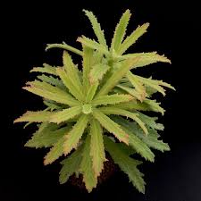 Image result for Monadenium torrei