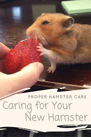 Proper Hamster Care Caring For Your New Hamster Hamster Care Hamster Food Baby Hamster