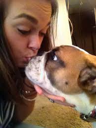 Lola the English Bulldog