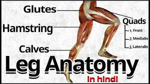 Gym machine and muscle names. Best Exercises For Build Legs Muscles Leg Anatomy Hindi Youtube