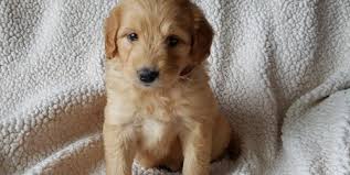 Mini and medium size goldendoodle puppies. Goldendoodle Puppy For Sale Adoption Rescue For Sale In Romney West Virginia Classified Americanlisted Com