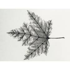 L E A F Leaf Dots Drawing Stippling Rotring Ink Pointilism Black Pencil Rapidograph Blackink Art Stippling Art Dotted Drawings Stippling Drawing