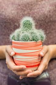 Free deliveries offered for orders over $100. 10 Great Types Of Cactus To Gift Plant Aesthetic Cactus Types Cactus Plants