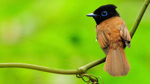 Full Hd Birds Wallpaper Pretty Birds Birds Beautiful Birds If you're in search of the best wildlife wallpapers, you've come to the right place. full hd birds wallpaper pretty birds