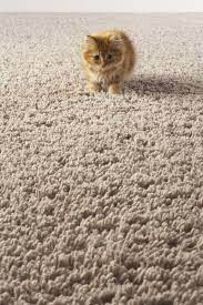Best Carpet Choice If You Have A Cat Carpetright Infocentre Rugs On Carpet New Carpet Rugs