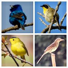 Birds With Yellow Feathers In Michigan Birds Of Summer In Michigan Bird Feathers Birds Bird
