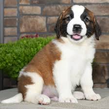 Shop online pick up at store. Sweet Saintbernard St Bernard Puppy Puppies For Sale Puppies