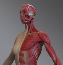 Orientation and landmarks to memorize. Cameron Bye Female Muscular Anatomy Model