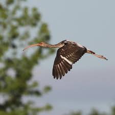 Image result for Ibis White 2017 Q1