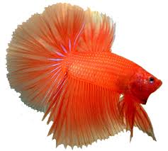 Ikan louhan sampai saat ini masih menjadi salah satu primadona ikan hias di indonesia. Ikan Hias Png Free Png Images Vector Psd Clipart Templates