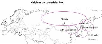 La Baie Dhaskap La Camerise Un Nouveau Fruit Du Japon Autorise En Europe En 2020 Fruit Gastroenterite Hokkaido